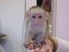 offre magnifique Bébé singe Capucin de 3 mois - photo 1