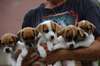 Magnifiques chiots Jack russell terrier dispo - photo 1