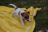 Magnifiques chiots Jack russell terrier dispo - photo 2