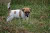 Magnifiques chiots Jack russell terrier dispo - photo 3