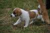 Magnifiques chiots Jack russell terrier dispo - photo 4