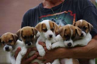 Magnifiques chiots Jack russell terrier dispo