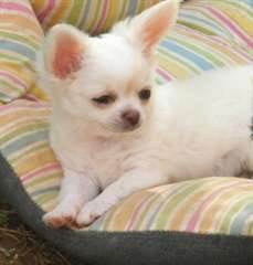 A DONNER chiots chihuahua femelle Lof