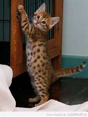Magnifiques Type Chatons Savannah  Chatons bengal