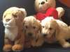 golden retriever - photo 1