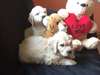 golden retriever - photo 2