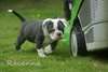 Adorable puppies14 bouledogue français - photo 1