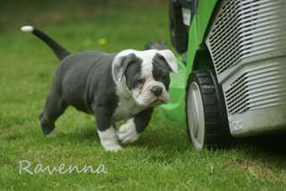 Adorable puppies14 bouledogue français