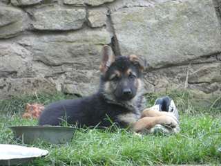 Magnifiques chiots de berger allemand