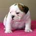 Adorables chiots bulldog anglais dispo - photo 2