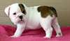 Adorables chiots bulldog anglais dispo - photo 3