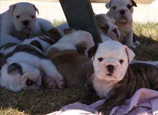 Adorables chiots bulldog anglais dispo