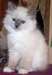 Chaton sacré de Birmanie a donner - photo 1