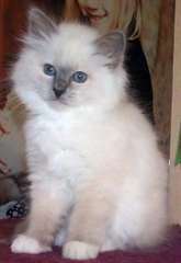 Chaton sacré de Birmanie a donner