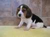Chiots Beagle - photo 1
