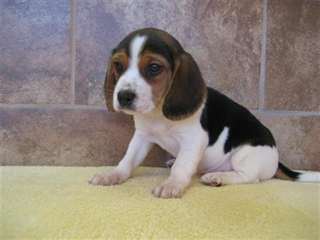 Chiots Beagle