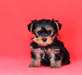 Bébés Yorkshire terrier a donner contre bon soin C - photo 1