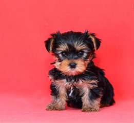 Bébés Yorkshire terrier a donner contre bon soin C