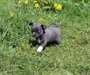 A donner chiot chihuahua poil court non LOF - photo 2