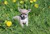 A donner chiot chihuahua poil court non LOF - photo 3