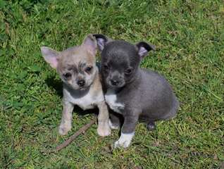 A donner chiot chihuahua poil court non LOF