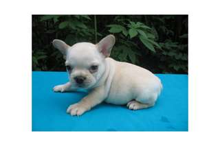 Anglais Chiots Bulldog à vendre