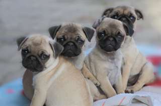 Magnifiques chiots carlin dispo