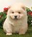 Adorables chiots chow chow disponible - photo 2