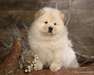 Adorables chiots chow chow disponible - photo 3
