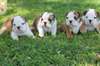 Adorables chiots bulldog anglais dispo - photo 1