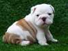 Adorables chiots bulldog anglais dispo - photo 3