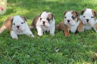 Adorables chiots bulldog anglais dispo