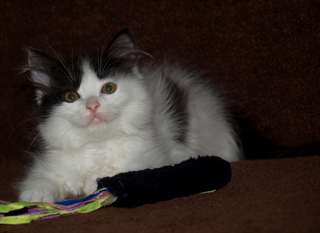 mignon et Adorable CHATON