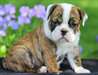 Chiots Bulldog Anglais disponibles  Magnifiques ch - photo 1
