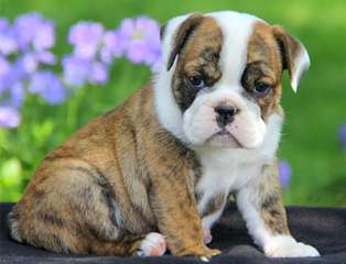 Chiots Bulldog Anglais disponibles  Magnifiques ch