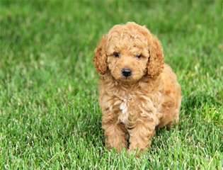 Superbes chiots poodle Superbes chiots poodle . Il