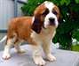 Superbe chiots San Bernado dispo 	 Disponible de s - photo 1