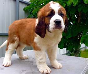 Superbe chiots San Bernado dispo 	 Disponible de s