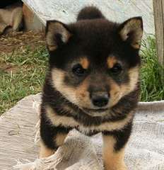 Les chiots Shiba Inu