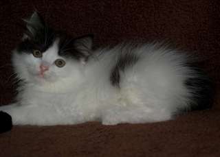 mignon et Adorable CHATON