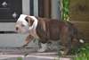 mignon bouledogue anglais - photo 1