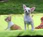 Chiots de race chihuahua mignons disponibles - photo 1
