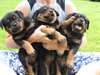 chiot rottweiller &#224; faire adopter  Je donne mes ch - photo 1