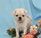 Propres Mâle Et Femelle Carlin Chiots - photo 1