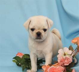 Propres Mâle Et Femelle Carlin Chiots