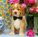 Chiots Cocker spaniel lof à réserver   les bébés - photo 1