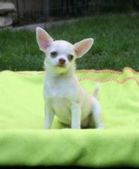 Chiots de race chihuahua mignons disponibles