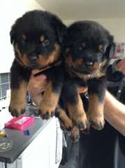Rottweillers chiots