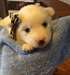 Belles chiots eskimau americain - photo 1