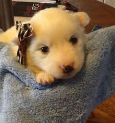 Belles chiots eskimau americain